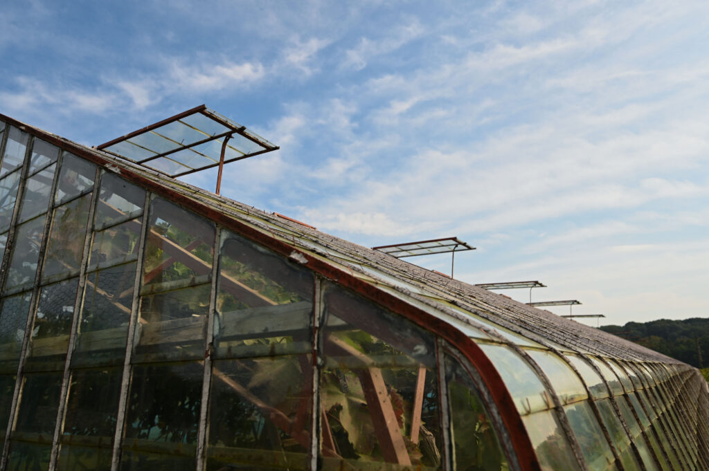 grapes in a traditional greenhouse, hoeilaart, belgium