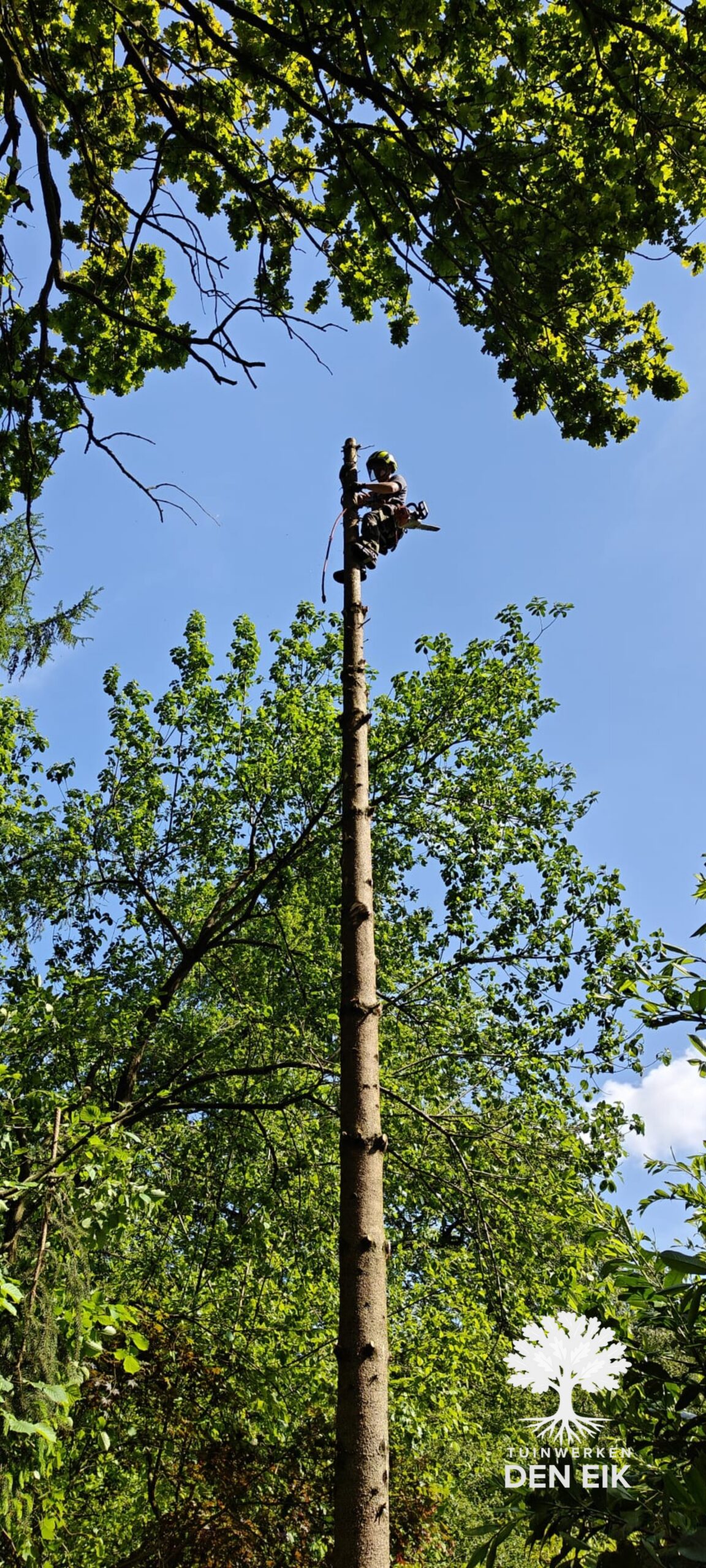 boomverzorging en snoeiwerken